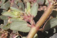 Euphorbia indivisa