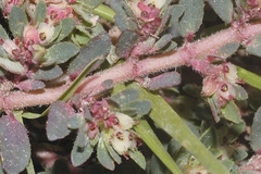 Euphorbia indivisa