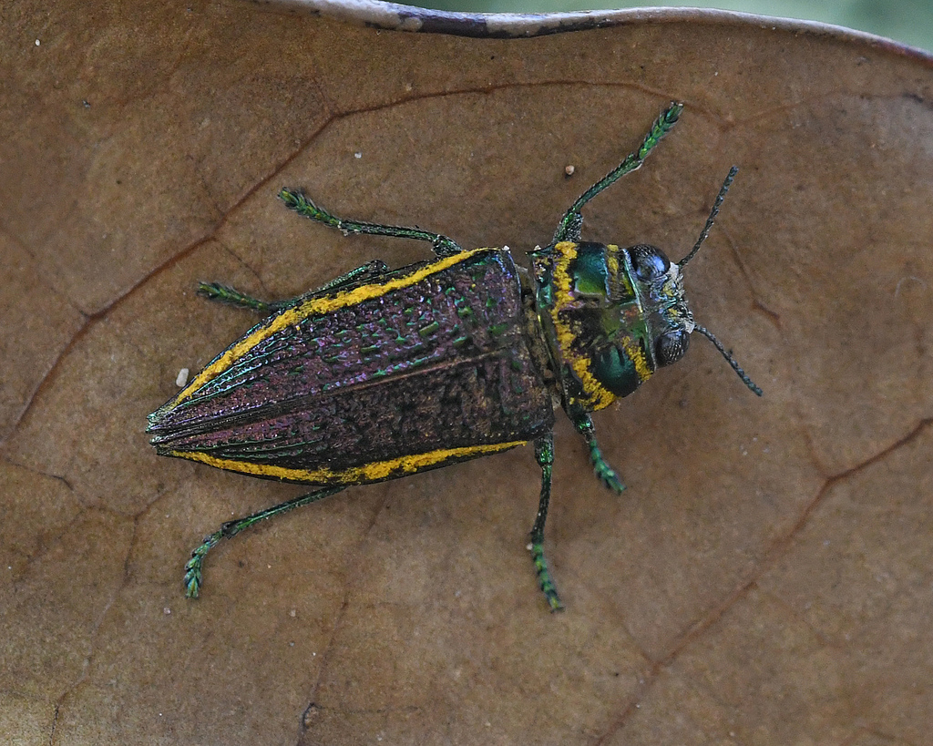 Lampetis torquata