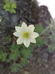 Anemone multifida