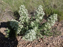 Oreocarya thyrsiflora