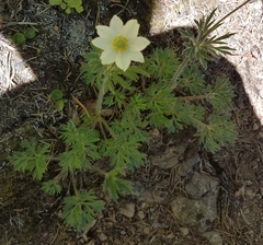 Anemone multifida