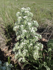 Oreocarya thyrsiflora