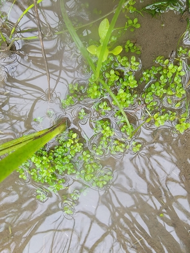 American Waterwort (Elatine americana)