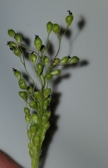 Dichanthelium scribnerianum