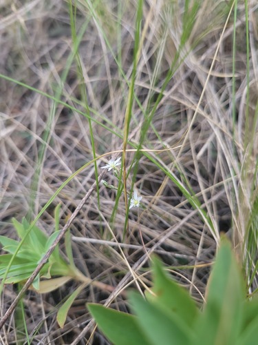 Minuartia setacea, photograph 6