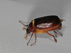 Phyllophaga anxia
