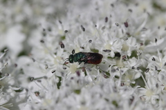 Chrysididae