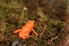 Mantella aurantiaca