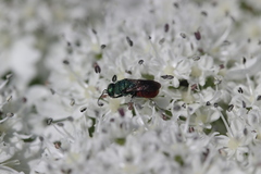 Chrysididae