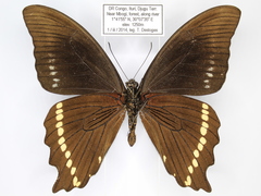 Papilio chrapkowskii