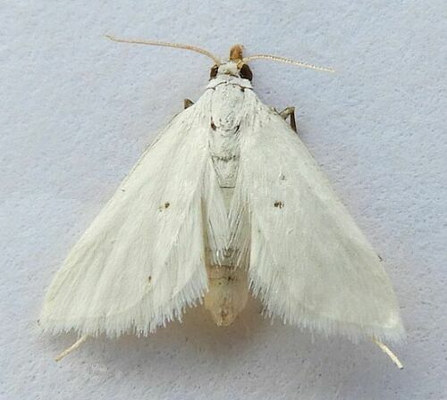 Leptosteges vestaliella photo 5