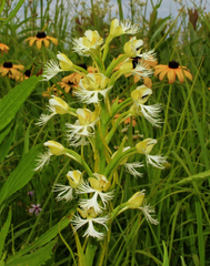 Platanthera leucophaea