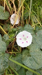Ipomoea purpurea