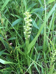 Platanthera flava herbiola