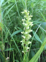 Platanthera flava herbiola