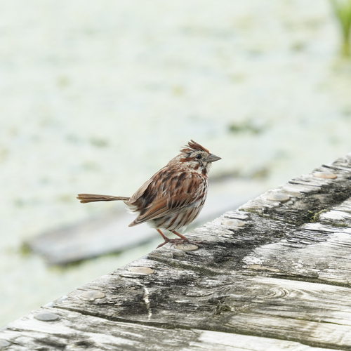 Song Sparrow photographed in Ohio