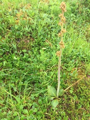 Micranthes hieraciifolia