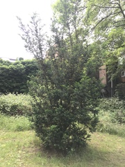 Taxus baccata