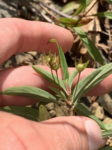 Image of Lysimachia lanceolata by (c) Daniel J. Layton, some rights reserved (CC BY)