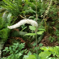 Actaea elata elata