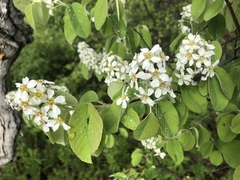 Amelanchier humilis