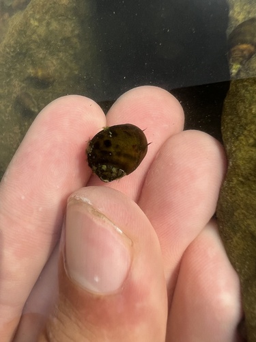 Onyx Rocksnail