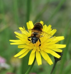 Palpada ruficeps