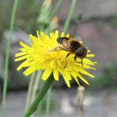 Palpada ruficeps
