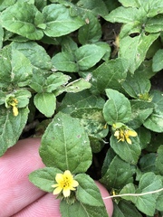 Calyptocarpus vialis