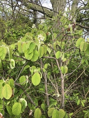Amelanchier humilis