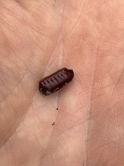 Blattodea
