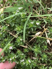 Sherardia arvensis