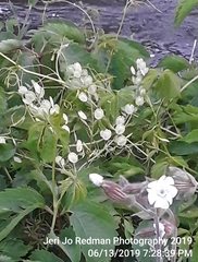 Behenantha