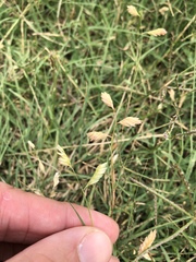 Bouteloua dactyloides