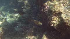 Pempheris