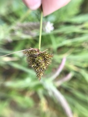 Carex pachystachya