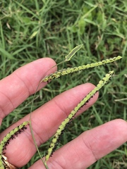 Paspalum dilatatum