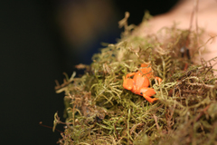 Mantella aurantiaca