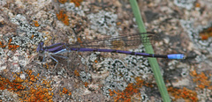 Argia hinei