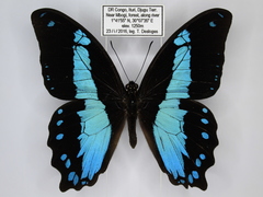 Papilio chrapkowskii