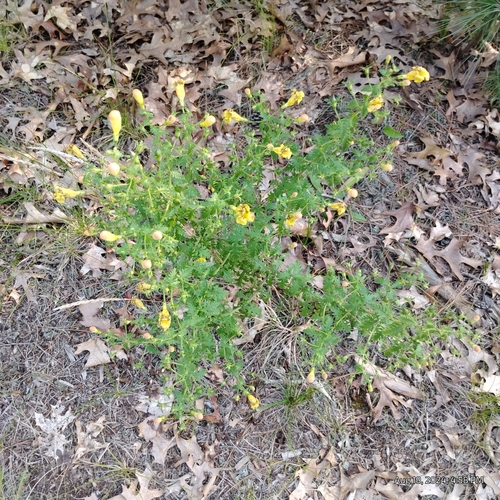 Image of Aureolaria pedicularia by (c) Bryce, some rights reserved (CC BY)