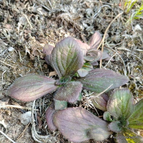 Image of Aureolaria pedicularia by (c) Bryce, some rights reserved (CC BY)