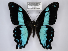 Papilio chrapkowskii