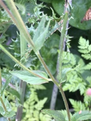 Epilobium ciliatum watsonii