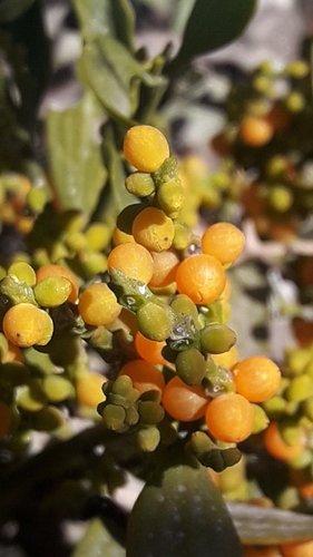 Image of Phoradendron quadrangulare by no rights reserved