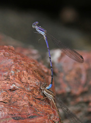 Argia hinei