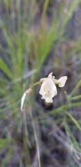 Astragalus convallarius