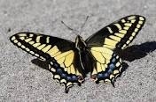 Papilio