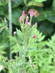 Epilobium ciliatum watsonii